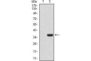 Western blot analysis using IL3RA mAb against HEK293 (1) and IL3RA (AA: 200-305)-hIgGFc transfected HEK293 (2) cell lysate. (IL3RA 抗体  (AA 200-305))