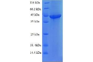 FAM109B Protein (AA 1-259, full length) (His-SUMO Tag)