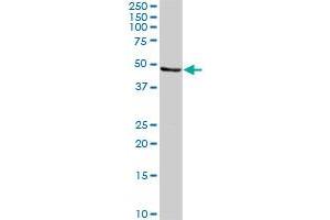 CALR3 MaxPab rabbit polyclonal antibody. (Calreticulin 3 抗体  (AA 1-384))