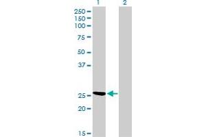 Image no. 1 for anti-Chloride Intracellular Channel 3 (CLIC3) (AA 137-237) antibody (ABIN465974) (CLIC3 抗体  (AA 137-237))