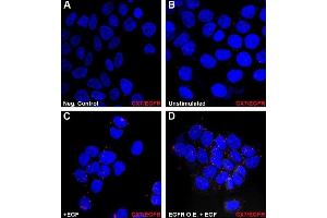 Proximity Ligation Assay (PLA) image for anti-Chemokine (C-X-C Motif) Receptor 7 (CXCR7) antibody (ABIN2857021)