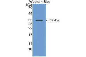 Western Blotting (WB) image for anti-Integrin alpha 1 (ITGA1) (AA 125-366) antibody (ABIN1868763) (Integrin alpha 1 抗体  (AA 125-366))