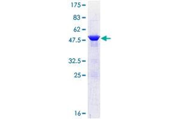 COX4NB Protein (AA 1-210) (GST tag)