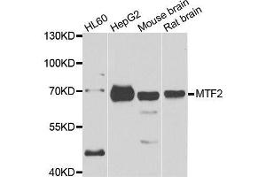 Western blot analysis of extracts of various cell lines, using MTF2 antibody. (MTF2 抗体  (AA 1-190))
