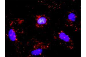 Proximity Ligation Analysis of protein-protein interactions between CDK4 and CDKN1B. (CDK4 抗体  (AA 1-303))