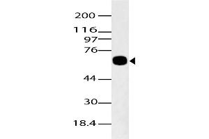 Image no. 1 for anti-K(lysine) Acetyltransferase 5 (KAT5) (AA 300-500) antibody (ABIN5027563) (KAT5 抗体  (AA 300-500))