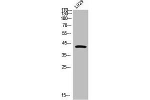 GDF3 antibody  (C-Term)
