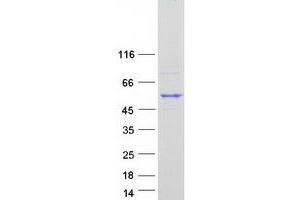 Western Blotting (WB) image for Cleavage Stimulation Factor, 3' Pre-RNA, Subunit 1, 50kDa (CSTF1) (Transcript Variant 3) protein (Myc-DYKDDDDK Tag) (ABIN2712588)