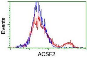 HEK293T cells transfected with either RC204368 overexpress plasmid (Red) or empty vector control plasmid (Blue) were immunostained by anti-ACSF2 antibody (ABIN2455778), and then analyzed by flow cytometry. (ACSF2 抗体)