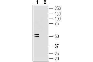 Western blot analysis of human  MG glioblastoma cell line lysate:1. (GJC2 抗体  (AA 100-111))