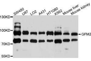 Western blot analysis of extracts of various cell lines, using GFM2 antibody (ABIN4903758) at 1:1000 dilution. (GFM2 抗体)