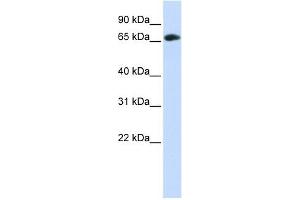 WDR21A antibody used at 1 ug/ml to detect target protein. (DCAF4 抗体  (Middle Region))