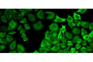 Immunofluorescence analysis of U2OS cells using HSP90AA1 Polyclonal Antibody (HSP90AA1 抗体)