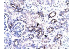 Image no. 3 for anti-PRKC, Apoptosis, WT1, Regulator (PAWR) (AA 212-261) antibody (ABIN202286) (PAWR 抗体  (AA 212-261))