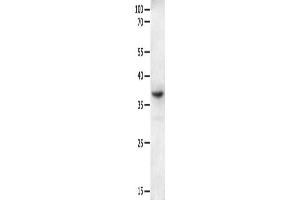 Gel: 10 % SDS-PAGE, Lysate: 40 μg, Lane: Mouse intestinum tenue tissue, Primary antibody: ABIN7190854(GPR6 Antibody) at dilution 1/250, Secondary antibody: Goat anti rabbit IgG at 1/8000 dilution, Exposure time: 2 minutes