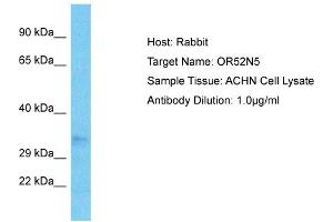 Host: Rabbit Target Name: OR52N5 Sample Type: ACHN Whole Cell lysates Antibody Dilution: 1. (OR52N5 抗体  (C-Term))