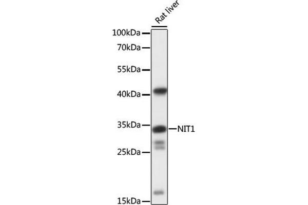 Nitrilase 1 抗体  (AA 1-150)