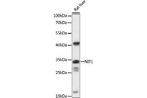 Western blot analysis of extracts of rat liver, using NIT1 antibody (ABIN7268923) at 1:1000 dilution. (Nitrilase 1 抗体  (AA 1-150))