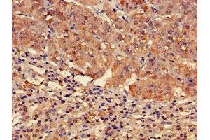 Immunohistochemistry (IHC) image for anti-Free Fatty Acid Receptor 3 (FFAR3) (AA 280-346) antibody (ABIN7153167)