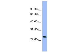 PNOC antibody used at 1 ug/ml to detect target protein.