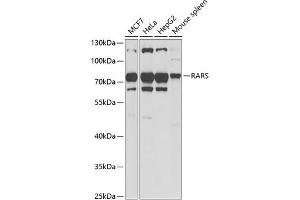 Western blot analysis of extracts of various cell lines, using RARS antibody (ABIN6127449, ABIN6146708, ABIN6146709 and ABIN6221913) at 1:1000 dilution. (RARS 抗体  (AA 1-300))
