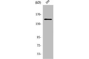 Western Blot analysis of 293 cells using YEATS2 Polyclonal Antibody (YEATS2 抗体  (Internal Region))