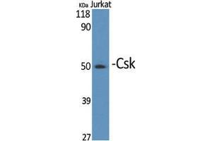 Western Blot (WB) analysis of specific cells using Csk Polyclonal Antibody. (CSK 抗体  (Ser280))