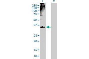 Western Blot analysis of MSI2 expression in transfected 293T cell line by MSI2 MaxPab polyclonal antibody. (MSI2 抗体  (AA 1-328))
