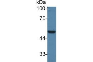 Western Blot; Sample: Rat Testis lysate; Primary Ab: 3µg/ml Rabbit Anti-Mouse PVRL3 Antibody Second Ab: 0. (nectin-3 抗体  (AA 90-293))