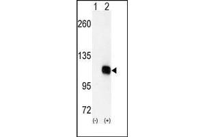 Image no. 1 for anti-Diacylglycerol Kinase, zeta (DGKZ) (C-Term) antibody (ABIN360519) (DGKZ 抗体  (C-Term))