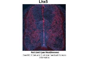 Sample Type : Embryonic mouse spinal cord Primary Antibody Dilution : 1:500 Secondary Antibody : Anti-rabbit-Cy3 Secondary Antibody Dilution : 1:1000 Color/Signal Descriptions : Red: Lhx5 Cyan: Nissl(Neurons) Gene Name : LHX5 Submitted by : Joshua R. (LHX5 抗体  (Middle Region))
