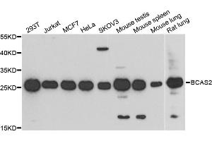 Western blot analysis of extracts of various cell lines, using BCAS2 antibody (ABIN5972469) at 1/1000 dilution. (BCAS2 抗体)