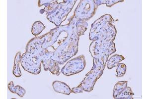 IHC analysis of Flotillin 2 using anti-Flotillin 2 antibody (ABIN7600242). (Flotillin 2 抗体  (AA 169-344))