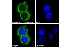 Immunofluorescence (IF) image for anti-Biglycan (BGN) (C-Term) antibody (ABIN334359)