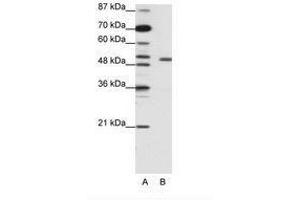 Image no. 2 for anti-Potassium Voltage-Gated Channel, Shaker-Related Subfamily, beta Member 2 (KCNAB2) (AA 121-170) antibody (ABIN203086) (KCNAB2 抗体  (AA 121-170))