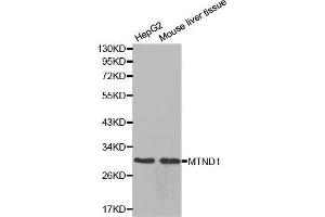 Western blot analysis of extracts of various cell lines, using MTND1 antibody. (MT-ND1 抗体  (AA 1-100))