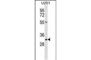 Western blot analysis in U251 cell line lysates (35ug/lane). (TCEA2 抗体  (AA 86-115))