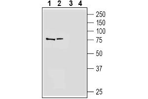 Western blot analysis of human  monocytic leukemia cell line lysate (lanes 1 and 3) and human  megakaryoblastic leukemia cell line lysate (lanes 2 and 4):1-2. (PTAFR 抗体  (Extracellular))