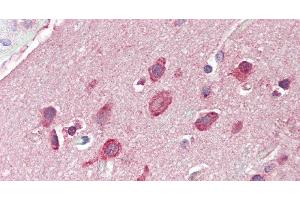 Immunohistochemistry of paraffin-embedded Brain, Cortex tissue using GRIN2C Polyclonal Antibody at dilution of 1:60. (GRIN2C 抗体)