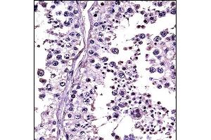 RLN1/RLN2 Antibody (C-term) ((ABIN657785 and ABIN2846759))immunohistochemistry analysis in formalin fixed and paraffin embedded human testis tissue followed by peroxidase conjugation of the secondary antibody and DAB staining. (RLN1,RLN2 抗体  (C-Term))