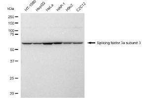 Western blotting analysis using Splicing factor 3a subunit 3 antibody (ABIN7800970).