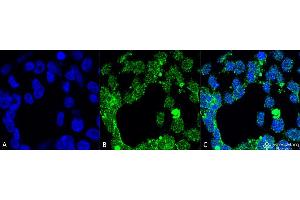 Immunocytochemistry/Immunofluorescence analysis using Mouse Anti-PP5 Monoclonal Antibody, Clone 2E11 . (PP5 抗体  (APC))