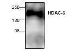 Image no. 1 for anti-Histone Deacetylase 6 (HDAC6) (N-Term) antibody (ABIN127242) (HDAC6 抗体  (N-Term))