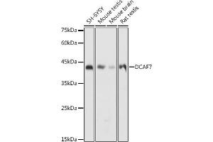Western blot analysis of extracts of various cell lines, using DC antibody (ABIN6132184, ABIN6139432, ABIN6139434 and ABIN6222532) at 1:1000 dilution. (DCAF7 抗体  (AA 1-342))
