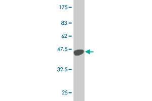 Western Blot detection against Immunogen (36. (EHMT1 抗体  (AA 1-100))