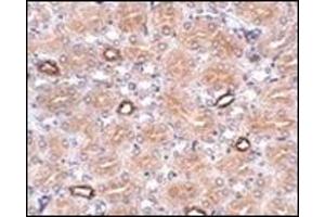 Immunohistochemistry of NOTUM in human brain tissue with this product at 2. (NOTUM 抗体  (N-Term))