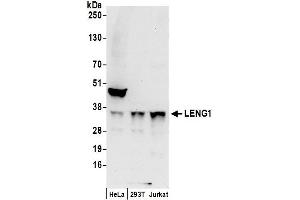 anti-Leukocyte Receptor Cluster (LRC) Member 1 (Leng1) (AA 214-264) antibody