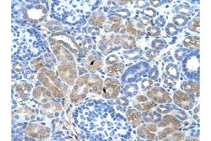 DCUN1D1 antibody was used for immunohistochemistry at a concentration of 4-8 ug/ml to stain Epithelial cells of renal tubule (arrows) in Human Kidney. (DCUN1D1 抗体)