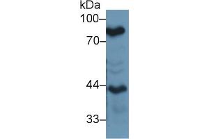 Western blot analysis of Mouse Lung lysate, using Mouse LTF Antibody (1 µg/ml) and HRP-conjugated Goat Anti-Rabbit antibody ( (Lactoferrin 抗体  (AA 550-707))