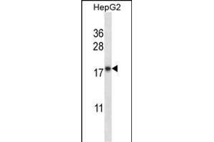 CYB5A Antibody (Center) (ABIN657954 and ABIN2846899) western blot analysis in HepG2 cell line lysates (35 μg/lane). (CYB5A 抗体  (AA 69-98))
